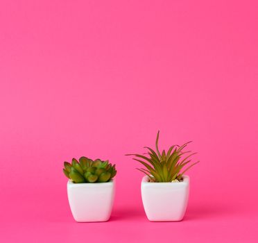 two ceramic pots with plants on a pink background, copy space