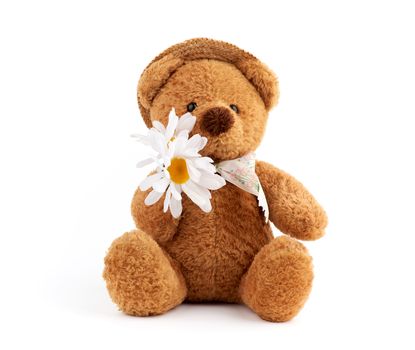 cute brown teddy bear in a straw hat holds a white daisy, a toy sits on a white isolated background