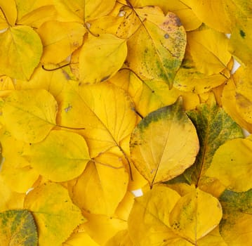 many yellowed dry apricot leaves, full frame, autumn backdrop, copy space