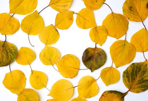 yellow dried apricot leaves on a white background, copy space