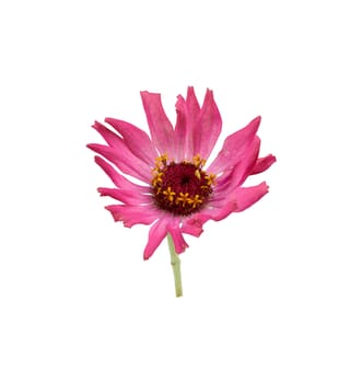 pink bud of blooming zinnia isolated on white background, close up