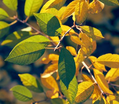cherry branch with green and yellow leaves in autumn sunny day, selective focus