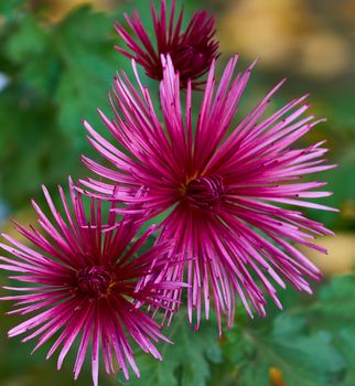 buds of red blooming chrysanthemum on an autumn day, close up