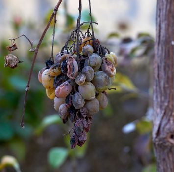 bunch of grapes with decaying berries from disease, close up