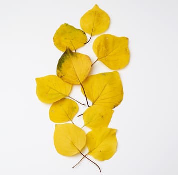 many yellowed dry apricot leaves, white background, autumn backdrop