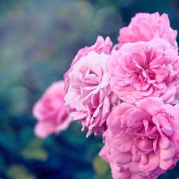 buds of pink blooming roses in the garden, close up