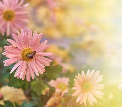 bee sitting on a pink flower, close up, autumn day