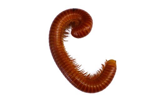 Giant Millipede on the white background