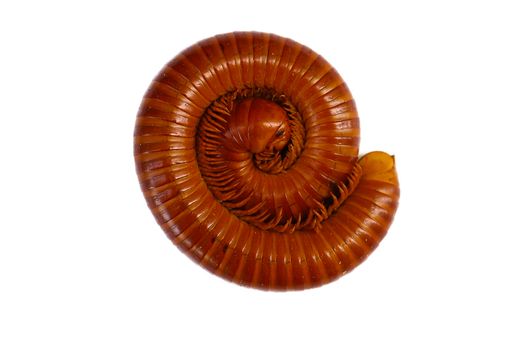 Giant Millipede on the white background
