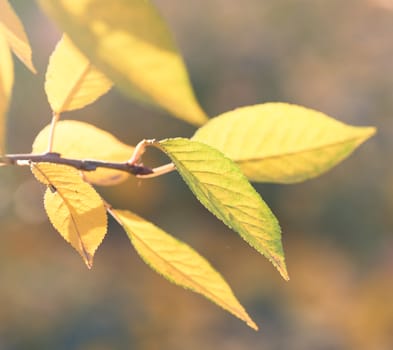 cherry branch with green and yellow leaves in autumn sunny day, selective focus