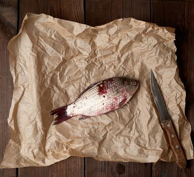 whole fresh crucian fish with scales on a crumpled brown piece of paper, table of boards, top view