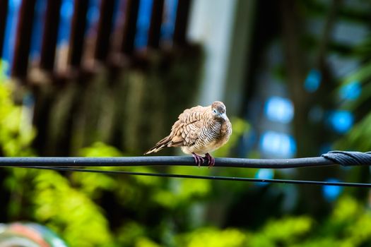 Zebra Dove (Geopelia striata), bird, on the wire with blurred background