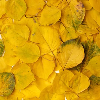 many yellowed dry apricot leaves, full frame, autumn backdrop