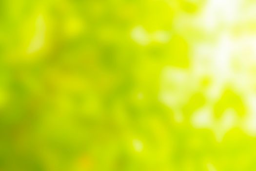 Abstract blurred green natural background, selective focus