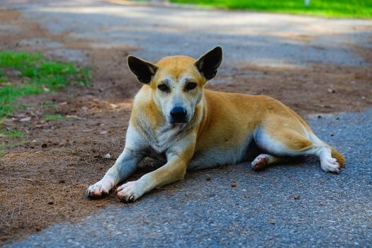 Street dog