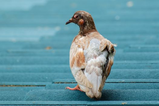 An ill, injured or sick pigeon