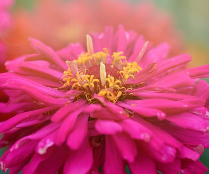 blooming red flower Zinnia in the garden on a summer day, selective focus