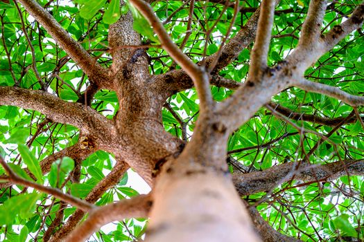 Natural green forest tree branches, ecology and environmental concept