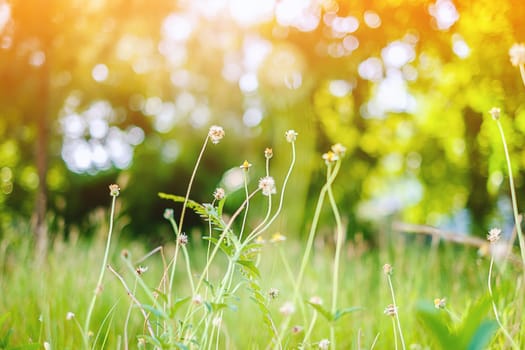 Grass flower in the green field with the sunlight, selective focus and added color filter