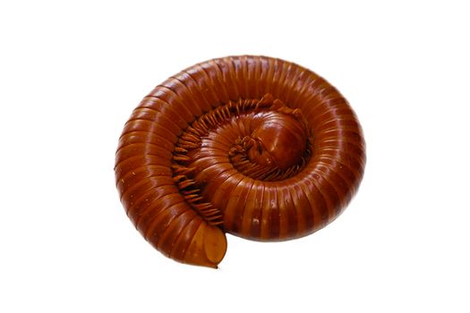 Giant Millipede on the white background
