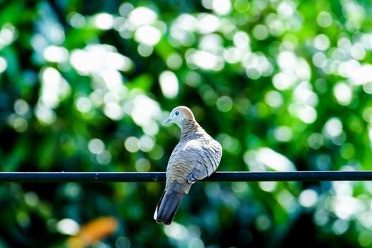 Zebra Dove (Geopelia striata), bird, on the wire with green natural background