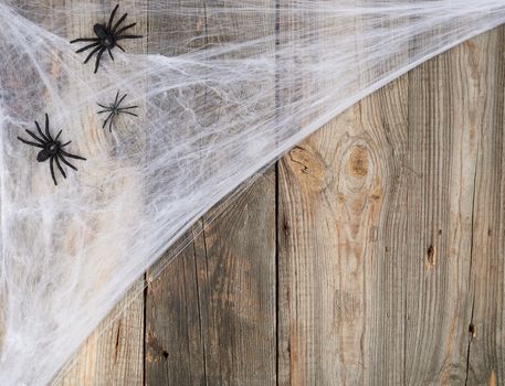 white spider web with black spiders on a gray wooden background from old boards, backdrop for the holiday Halloween