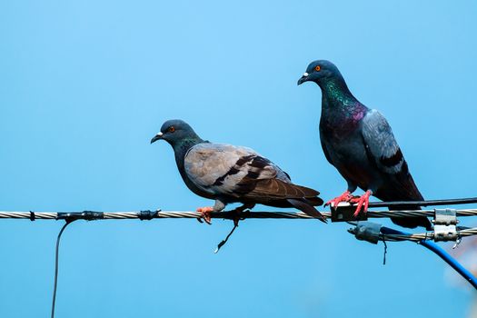 Couple of pigeon on the wire against blue sky