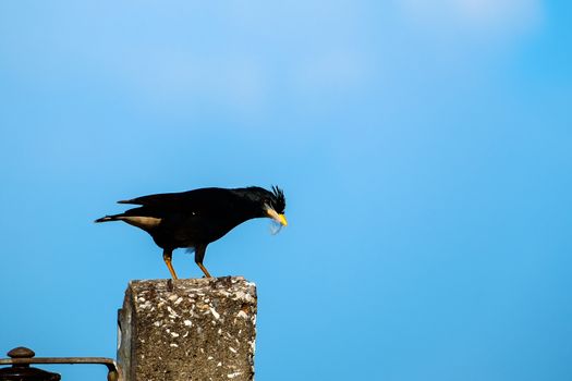 Starlings bird or White-vented Myna or Acridotheres grandis on the post with blue sky