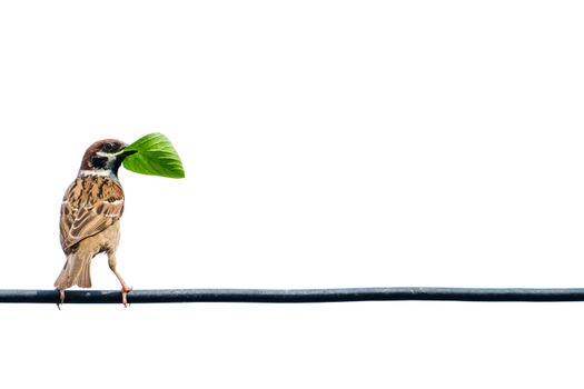 Eurasian tree sparrow, bird, on the wire with isolated white background