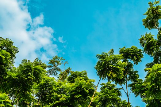 Tree against blue sky background