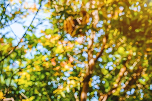 Abstract blurred natural green tree background