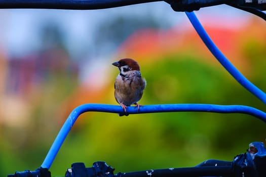 Eurasian tree sparrow, bird, on the wire with green natural background