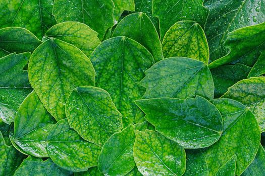 Green leaves with water drops