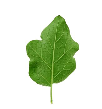 back side fresh green leaf eggplant isolated on a white background, close up