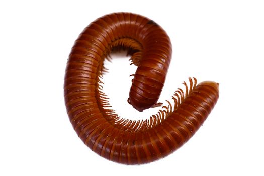 Giant Millipede on the white background