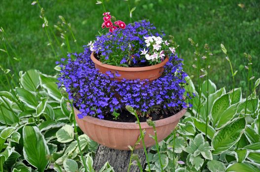 Pretty violet flowers in planter on tree stump surrounded by hosta plants