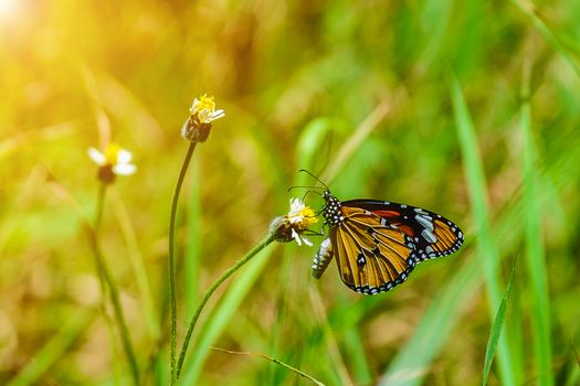 Butterfly on grass flower, selective focus