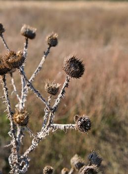 dry thistle growing in the desert spiny, autumn day, close up