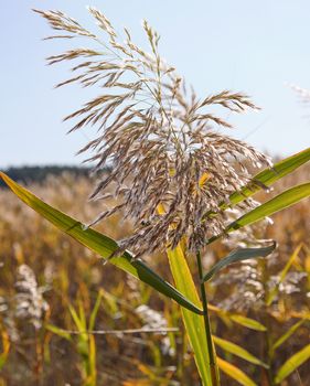 dry stalks of reeds at the pond sway in the wind on an autumn day, Ukraine