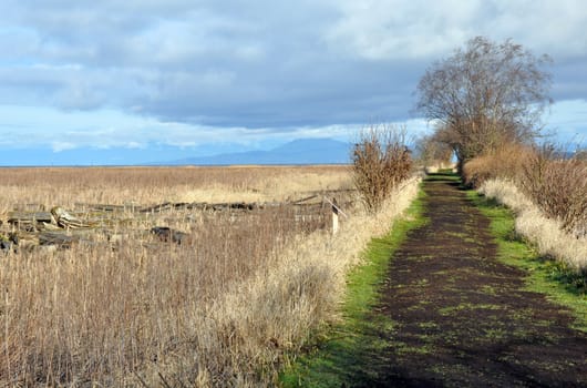 Pathway along early spring marsh and estuary