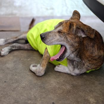 Thai dog in a green t-shirt is yawning