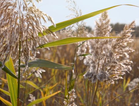 dry stalks of reeds at the pond sway in the wind on an autumn day, Ukraine