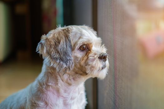 Short hair white shih-Tzu dog looking for something at the door