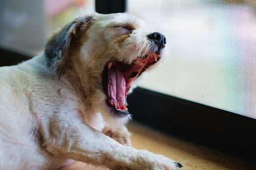 Short hair white shih-Tzu dog being sleepy and yawning at the door