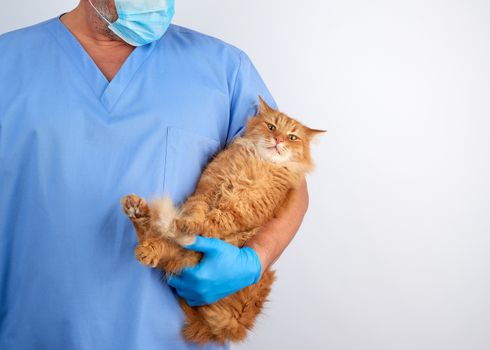 Veterinarian in blue uniform and sterile latex gloves holds and examines a big fluffy red cat,  copy space