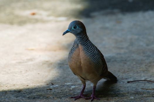 Zebra Dove (Geopelia striata), bird, standing away from sunlight