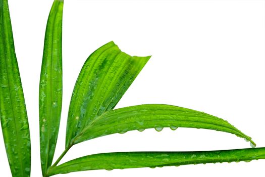 Fresh green leaves with rain water drop isolated on white background