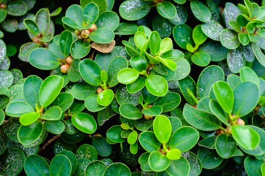 Green leaves for background
