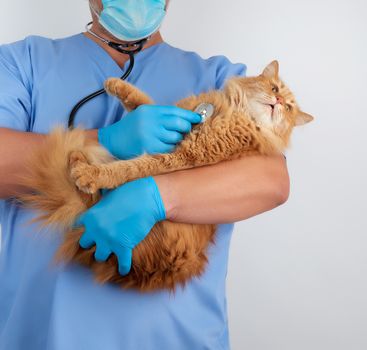 Veterinarian in blue uniform and sterile latex gloves holds and examines a big fluffy red cat, gray background