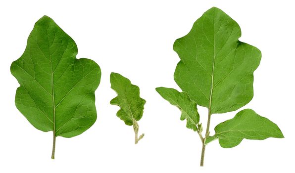 set of fresh green leaves of eggplant isolated on a white background, close up